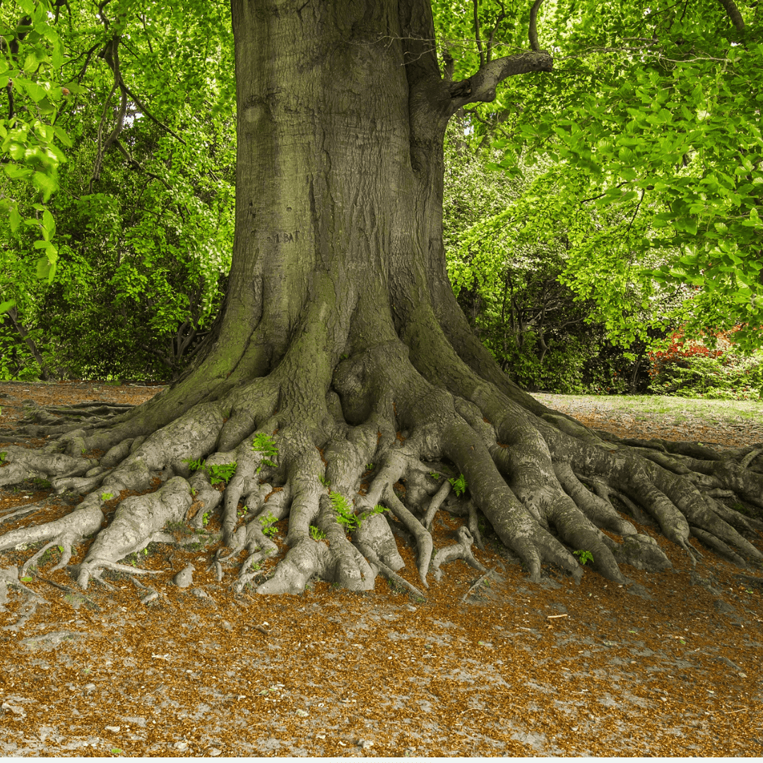 autoimmunity root cause, root of tree