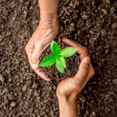 Seedlings are growing in the nursery bag. As the hands of the old woman and the hands of the young man are about to be planted in the fertile soil.